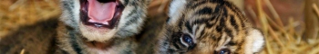 New tiger cubs on display from tomorrow