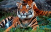 Dreamworld welcomes Sumatran tiger cubs