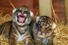 New tiger cubs on display from tomorrow
